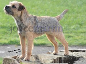 Tia at twelve months winning at BTC Champ Show