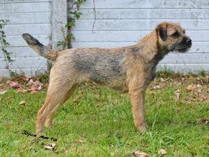 Bramble winning as a puppy