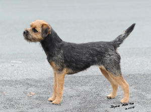 Betsy 7 months old