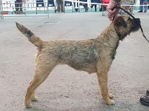 Bramble the show girl