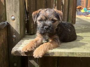 Mac at 10 weeks