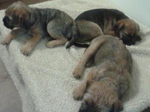 Chilling with litter mates