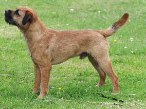 Chester winning Best Junior