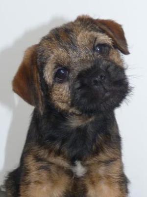 Dot at 7 wks old