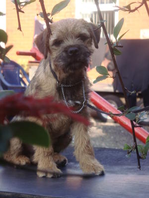Charlie at 17 wks