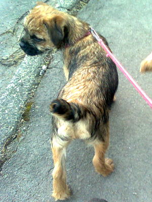 Ella at 4 months out on a stroll