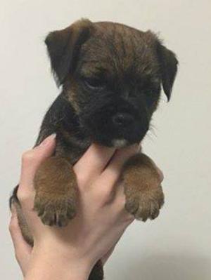 Head Study at 6 weeks old