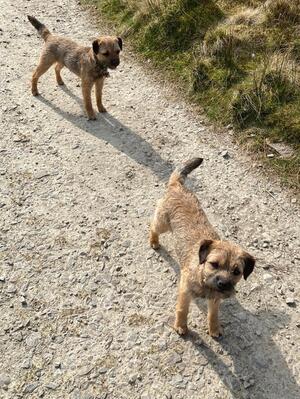 Pebbles on the Moors
