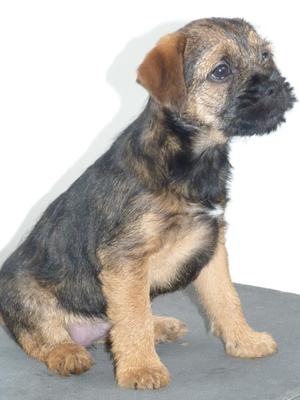 Dot at 7 wks old