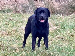 Mabel. (River’s Mum, owned by Jilly Fielding)