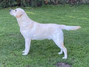 Sire. Show champion Cremino Calabrese.