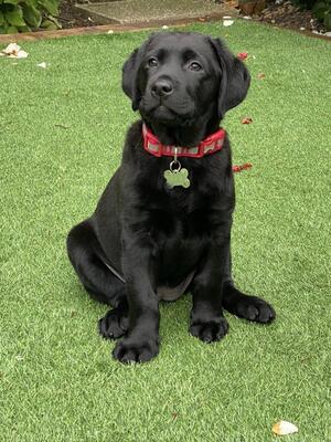 Fiocastle Velvet Nero River. Age 2 months