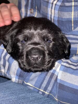 River & Chillys Puppies