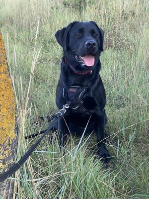Fiocastle Velvet Nero River. Age 9 months