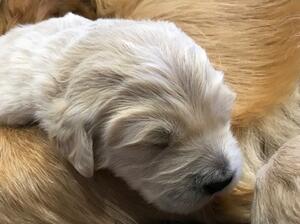 puppy week ago