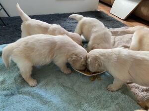 feed time