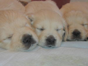 Previous babies