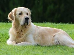 molly mum