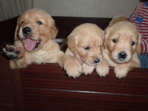 Puppies at four weeks
