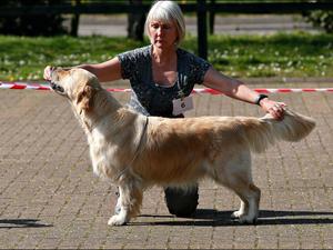 South Western Golden Retriever Open Show 2019