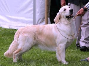 Show time at the Royal Cornwall Show