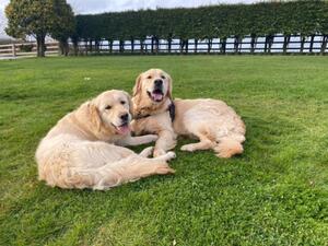 Two ten month old Ralfi puppies