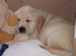 Dog Puppy