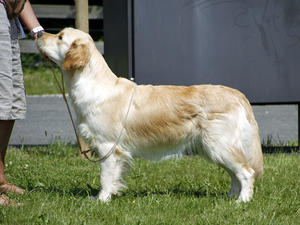 Best Golden Retriever Bitch at Cornwall Show 2013