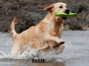 Funtime at the seaside