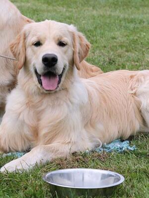 Our big softie Ralfi