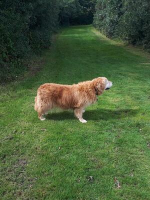 Fourteen years of age and still in good shape
