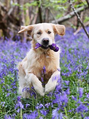 Bluebell time