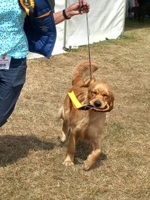RC Show 2023 winning Best Puppy/Gundog Group 4