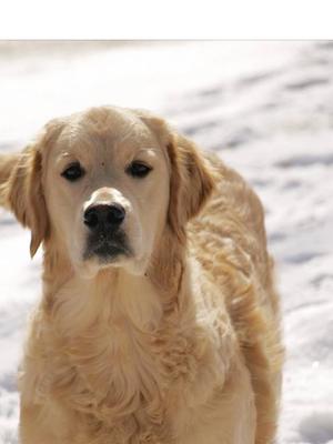 Ralfi as a puppy when he was living in Estonia
