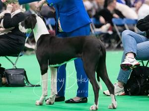 Greta - Crufts 2020