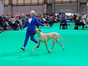 Pendle - Crufts 2018