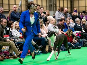 GRETA CRUFTS 2020