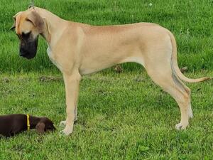 Sadie - 7 months old