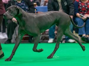 Aoife - Crufts 2020
