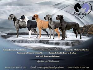 Nerys, Greta, Pendle, Aoife & Tulip