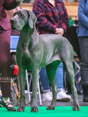 Aoife - Crufts 2020