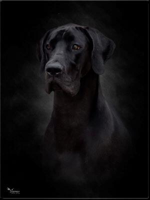 Breyanna Portrait