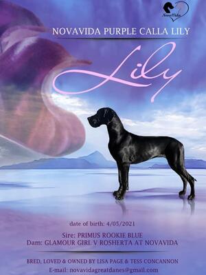 Lily