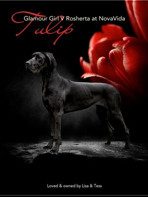 Tulip