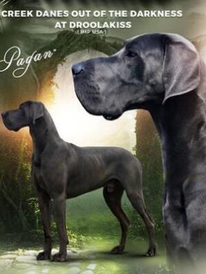 Handsome Pagan