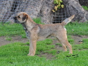 Ch Baillieswells Glengyle at Glebeheath JW