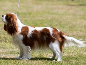Ch Charnell Jessica at Glebeheath