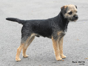 Glebeheath Jump The Gun aged 8mths