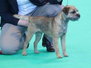Tiffers winning Junior bitch at Crufts '15