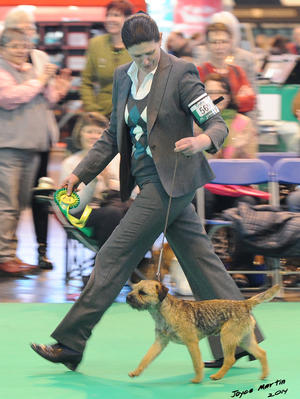 Rodney taking Best Puppy at Crufts'14